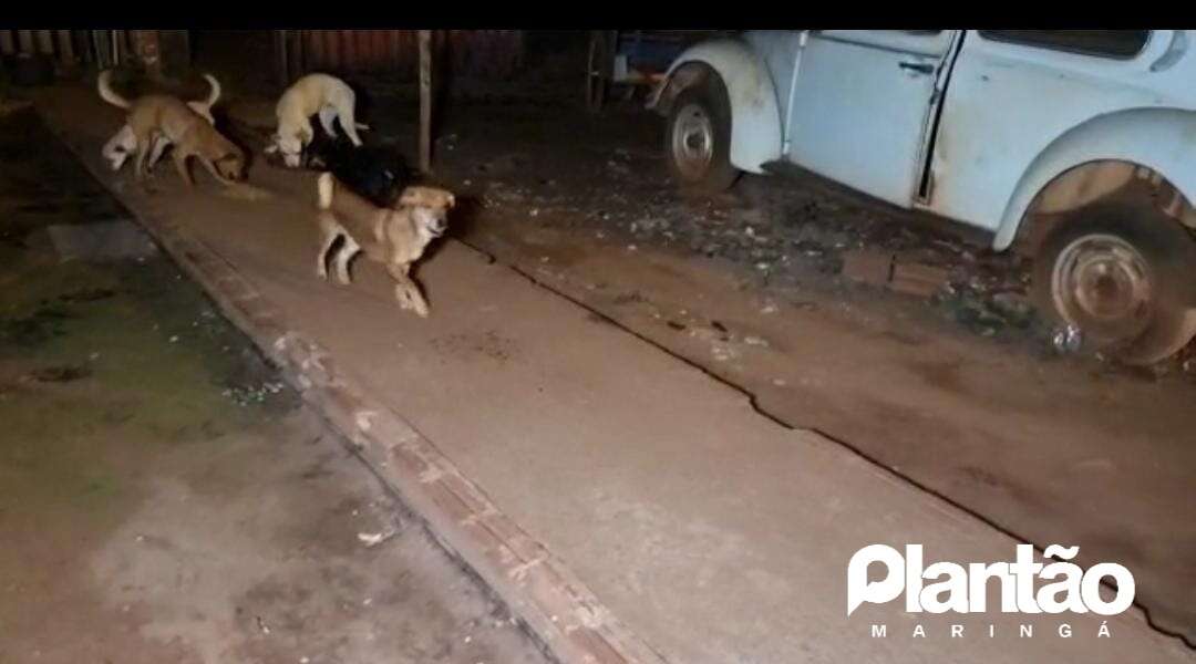 Cachorro mata e devora outro em Sarandi homem foi preso por maus tratos Plantão Maringá