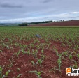 Fotos de Adolescente é executado com tiros na cabeça zona rural de Maringá