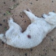 Fotos de Cachorro é encontrado morto com marcas de tiros em Maringá