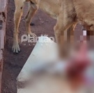 Fotos de Cachorro mata e devora outro em Sarandi; homem foi preso por maus-tratos