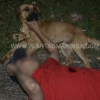 Fotos de Cachorro não abandona adolescente baleado durante tentativa de homicídio em Maringá