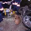 Fotos de Cão se deita ao lado de motociclista e faz companhia à vítima durante o resgate, em Maringá