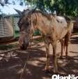 Fotos de Cavalo tem corpo queimado durante incêndio criminoso em Sarandi