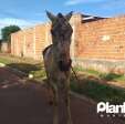 Fotos de Cavalo tem corpo queimado durante incêndio criminoso em Sarandi