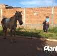 Fotos de Cavalo tem corpo queimado durante incêndio criminoso em Sarandi