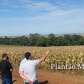 Fotos de Corpo é encontrado em estado de decomposição em milharal, em Marialva