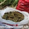 Fotos de Guarda municipal e Polícia Civil descobre estufa com plantação de maconha em Sarandi