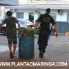 Fotos de Guarda municipal e Polícia Civil descobre estufa com plantação de maconha em Sarandi