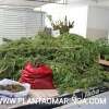 Fotos de Guarda municipal e Polícia Civil descobre estufa com plantação de maconha em Sarandi