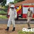 Fotos de Homem é atacado por abelhas e leva mais de 30 ferroadas em Maringá