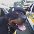 Fotos de Morre em Maringá, o cão policial apolo que serviu durante quase dez anos como cão de patrulha e choque