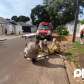 Fotos de Motociclista que atropelou gari em Maringá, morre no hospital