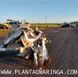 Fotos de Motorista invade pista contrária e atinge lateral de caminhão entre Maringá e Iguaraçu