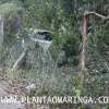 Fotos de Mulher perde o controle e carro vai parar, dentro do bosque 2, em Maringá