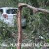 Fotos de Mulher perde o controle e carro vai parar, dentro do bosque 2, em Maringá