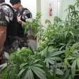 Fotos de PM descobre plantio de maconha em Maringá