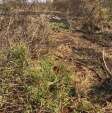 Fotos de Ciclista sofre ferimentos graves após ser atropelado por circular da cidade verde em Maringá