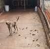 Fotos de Revoltante - homem é encaminhado para delegacia por maus tratos a animais, em Maringá