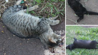 Fotos de Animais são encontrados mortos em bairro de Maringá