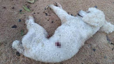 Fotos de Cachorro é encontrado morto com marcas de tiros em Maringá