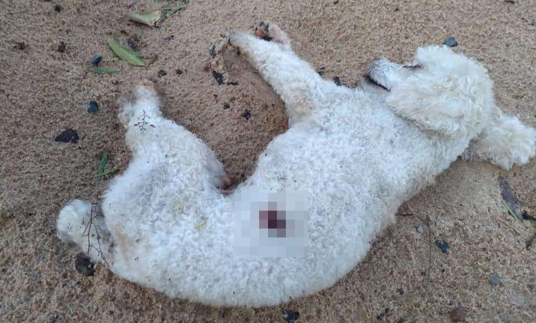 Fotos de Cachorro é encontrado morto com marcas de tiros em Maringá