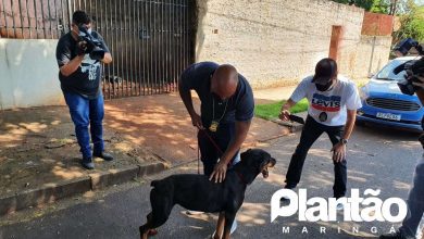 Fotos de Cachorro que era alimentada por vizinhos é resgatada em Maringá