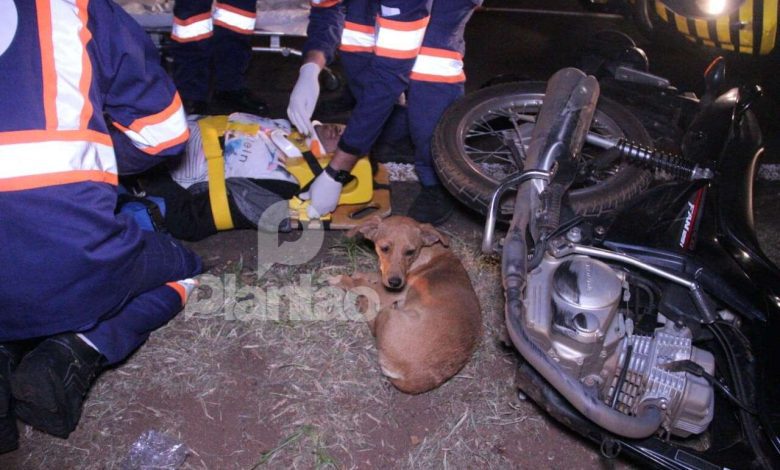 Fotos de Cão se deita ao lado de motociclista e faz companhia à vítima durante o resgate, em Maringá