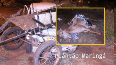 Fotos de Égua prenha de sete meses morre após ser atropelada por carro enquanto puxava carroça em Maringá