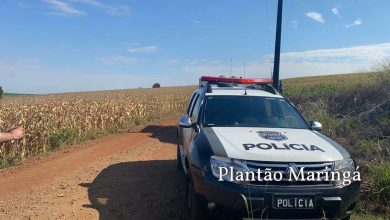 Fotos de Corpo é encontrado em estado de decomposição em milharal, em Marialva