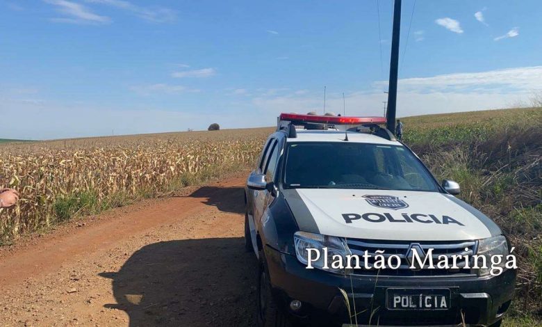 Fotos de Corpo é encontrado em estado de decomposição em milharal, em Marialva