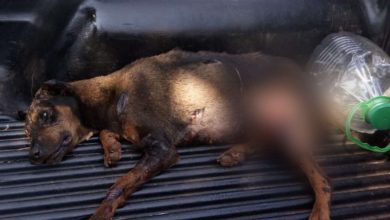 Fotos de Covardia; cachorrinha é morta com água fervente em distrito de São miguel do Cambuí