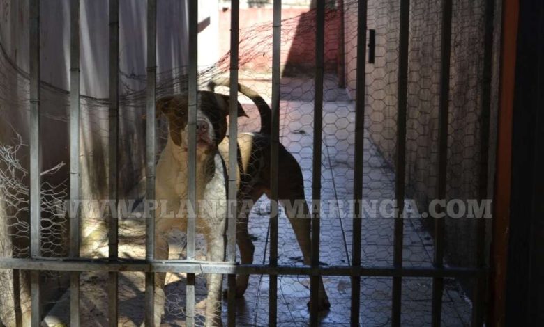 Fotos de Criança de 6 anos é atacada por cão pitbull no quintal de casa em Sarandi