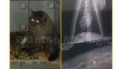 Fotos de Gato de estimação é alvejado por tiros em Maringá