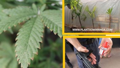 Fotos de Guarda municipal e Polícia Civil descobre estufa com plantação de maconha em Sarandi