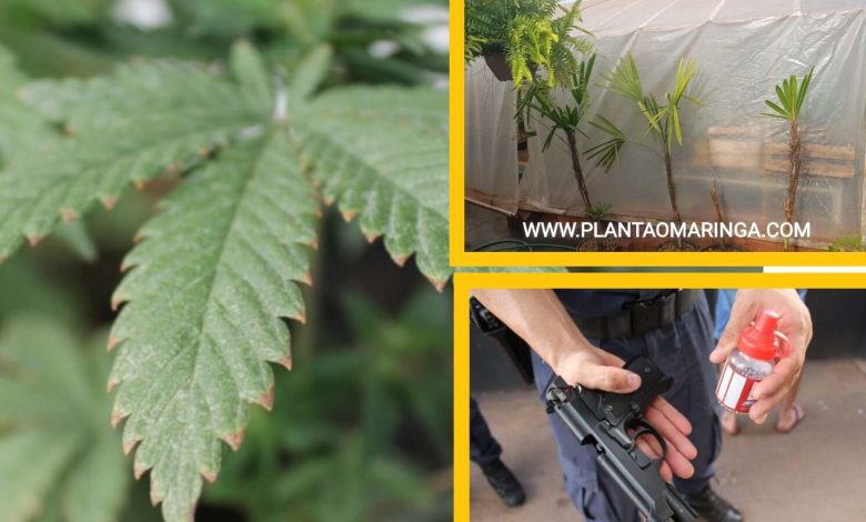 Fotos de Guarda municipal e Polícia Civil descobre estufa com plantação de maconha em Sarandi