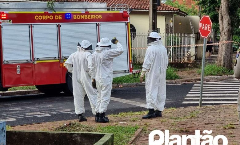 Fotos de Homem é atacado por abelhas e leva mais de 30 ferroadas em Maringá