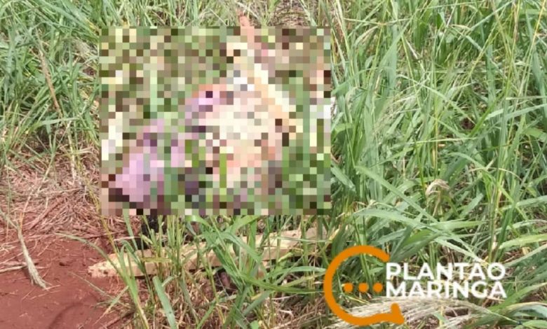 Fotos de Homem é encontrado morto em terreno baldio em Marialva