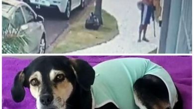 Fotos de Homem é preso suspeito de atirar em cachorro com chumbinho, em Maringá