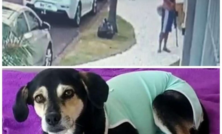 Fotos de Homem é preso suspeito de atirar em cachorro com chumbinho, em Maringá