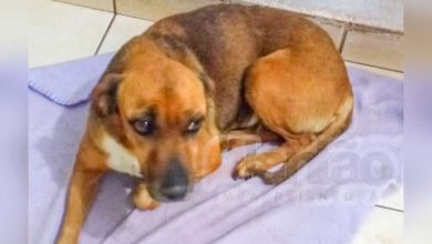 Fotos de Idoso de 72 anos é detido suspeito de fazer sexo com cachorro em Sarandi