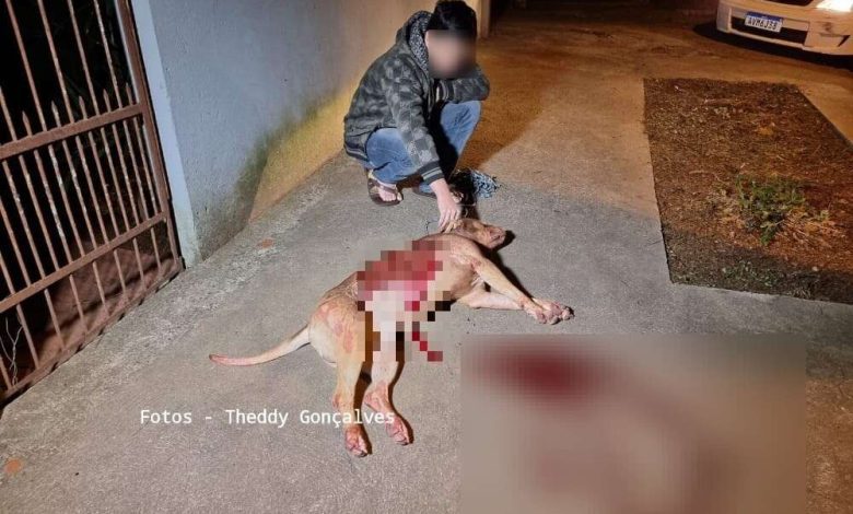 Fotos de Mãe e filha são atacadas por cão da raça pitbull em Maringá