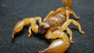 Fotos de Mais um caso de picada de escorpião amarelo em Paiçandu