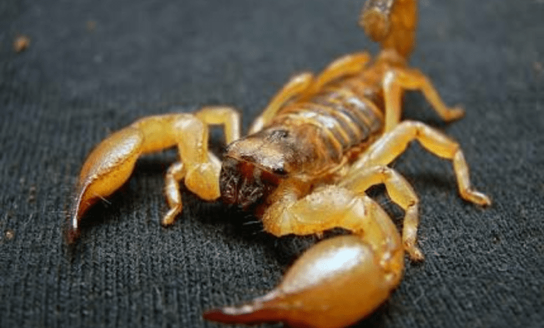 Fotos de Mais um caso de picada de escorpião amarelo em Paiçandu