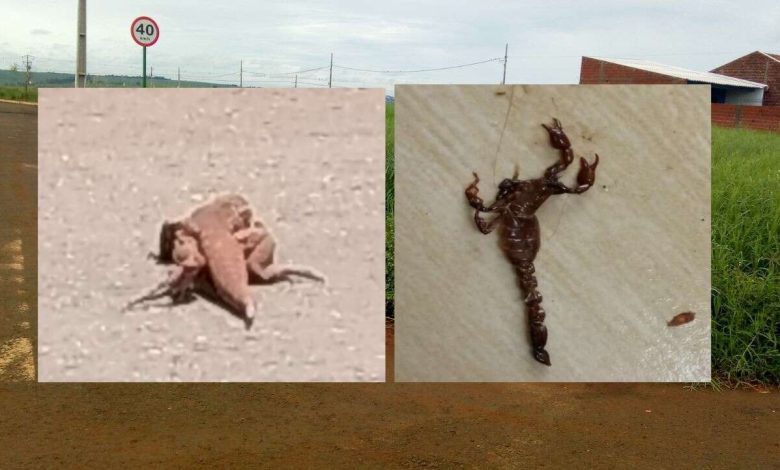 Fotos de Mato alto em terreno baldio atrai animais peçonhentos em Sarandi