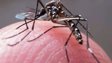 Fotos de Menino de 4 anos morre com suspeita de dengue em Maringá