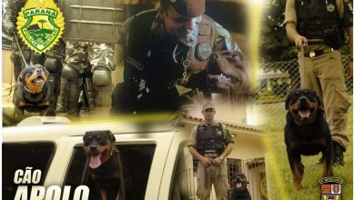 Fotos de Morre em Maringá, o cão policial apolo que serviu durante quase dez anos como cão de patrulha e choque