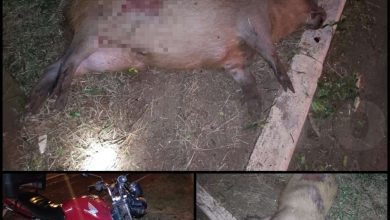 Fotos de Motociclista fica ferido após atropelar capivara em Maringá