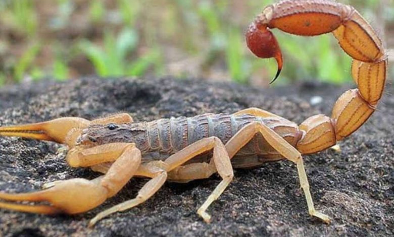 Fotos de Mulher é picada por escorpião amarelo