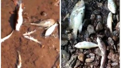 Fotos de Peixes aparecem mortos no ribeirão Maringá e caso preocupa moradores; vídeo