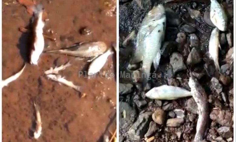 Fotos de Peixes aparecem mortos no ribeirão Maringá e caso preocupa moradores; vídeo